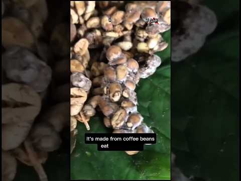 أغلى قهوة في العالم من فضلات حيوان