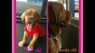 Dogue de Bordeaux compilation