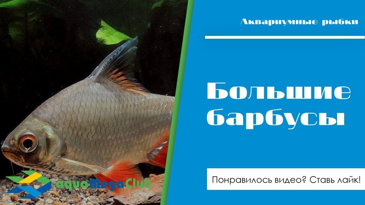 Барбусы для большого аквариума - Акулий бала, лещевидный, пятилинейный, Тамирабарани и др.