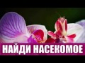 Найди насекомое