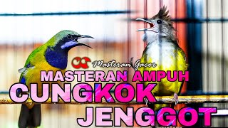 CUCAK JENGGOT VS CUNGKOK GACOR AUDIO JERNIH ISIAN BESETAN,TEMBAKAN,KUNTI PANJANG COCOK BUAT MASTERAN