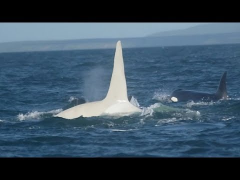 Vídeo: Nueva Especie De Tiburón Parece Un Pequeño Cachalote