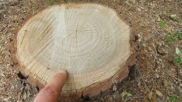 How to Determine the Age of a Tree