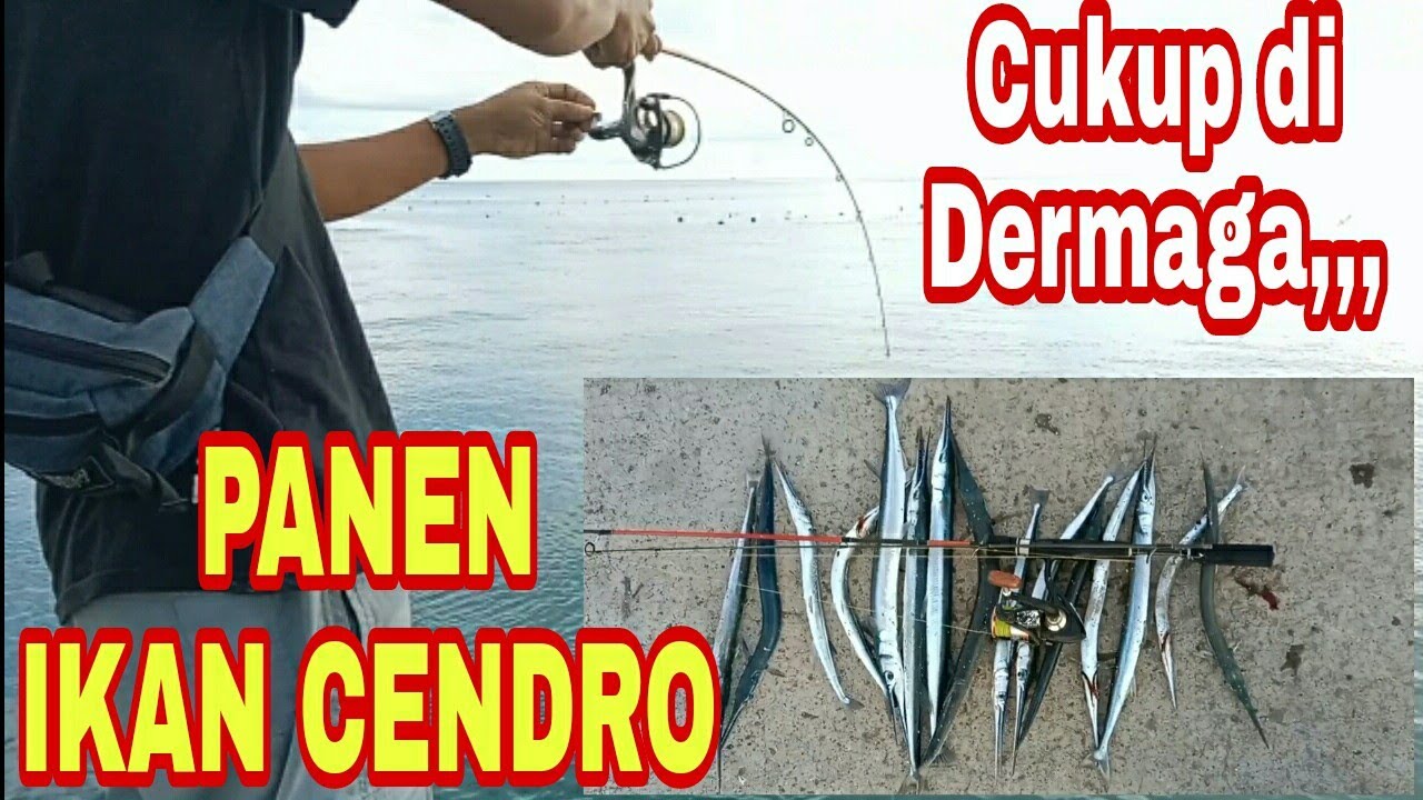 PANEN IKAN CENDRO|Tehnik jitu mancing Ikan Cendro|Anti Boncos