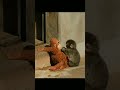 #punch #viralshorts #japan #punchmonkey🐒#emotionalstory #cute🥺