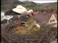 Preparing storks nest in sexau