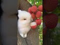 Tiny White Bunny Eating Lychee from a Tree Hole 🐰🍒 | Cutest Nature Moment Ever! #catreaction #birds