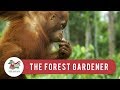 Orangutans  the forest gardener