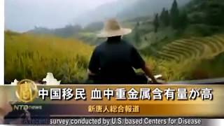 【禁聞】中国移民 血中重金属含有量が高