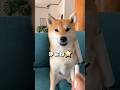 コロコロは必需品🐶🐶‼️#柴犬 #shibainu #shorts