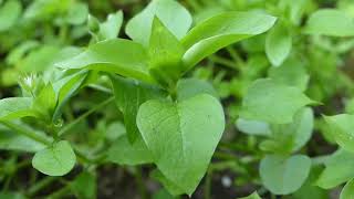 Chickweed is Food and Your Health Ally