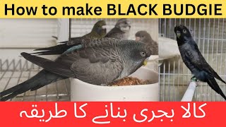 How to make BLACK BUDGIES | RARE BUDGIES | EXPENSIVE BUDGIES | AHSAN PETs