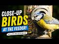I Can't Stop Watching These Birds Extreme Close Up