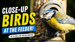 I Can’t Stop Watching These Birds...EXTREME Close-Up