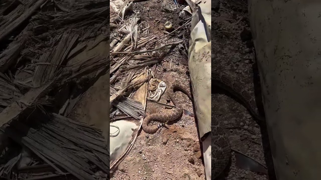 Rattlesnake(s) Surprise