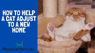 HOW TO HELP A CAT ADJUST TO A NEW HOME?