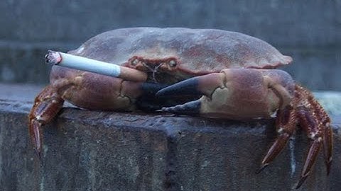 CS:GO 1v5 Eco Clutch P250 No Armor