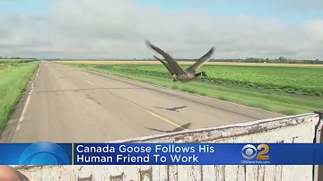 Canadian Goose Follows Human Friend To Work