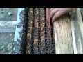 пересадка пчелиного роя из цилиндричной ловушки