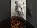Is Nutrish Dog Food Good? Rachael Ray Real Chicken & Veggies 40 lb Bag Review #doogfood