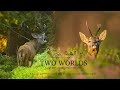 Two worlds of czech nature  dva svty esk prody 4k movie