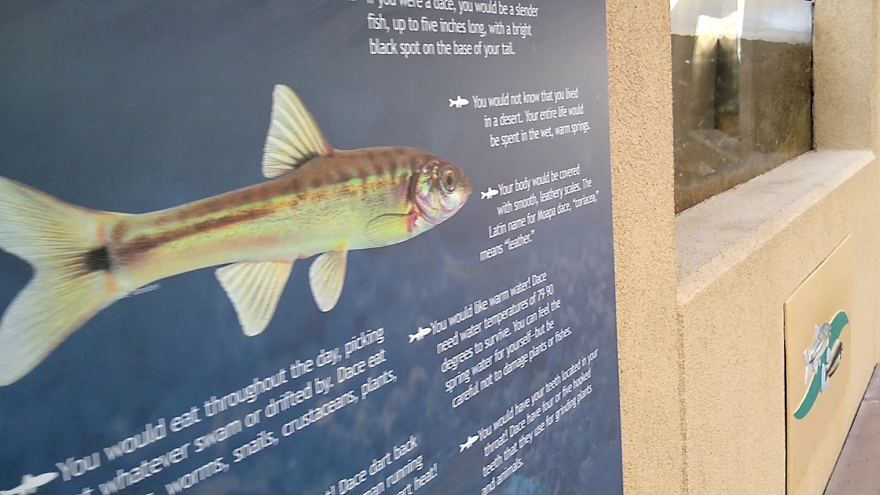 A Morning With The Moapa Dace