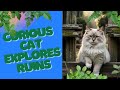 Curious Cats Exploration of Homestead Ruins 🐾