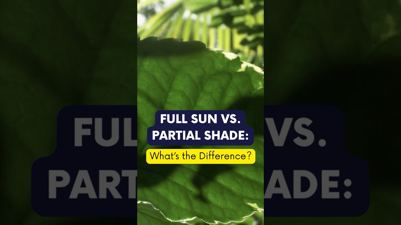 Maximize Your Garden: Full Sun vs. Partial Shade Explained