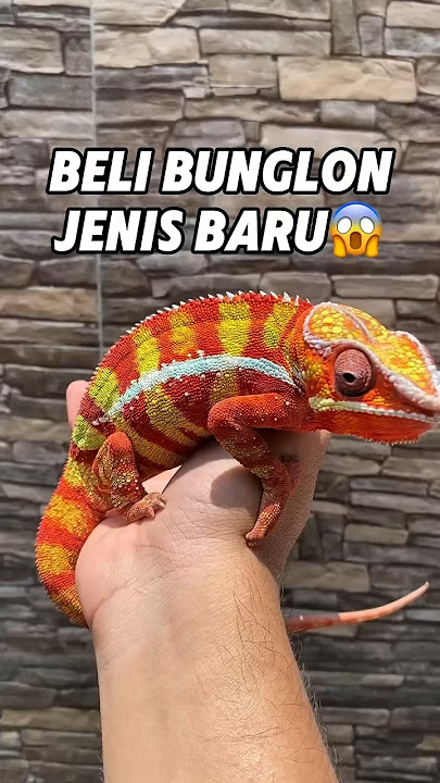 Buy a New Chameleon??😱 #reptile #reptiles #chameleon #chameleon #reptiles