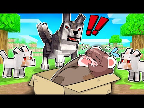 Mèo Simmy Em Bé Bị Bỏ Rơi Được Nhận Nuôi Bởi "Gia Đình Người Sói" Trong Minecraft