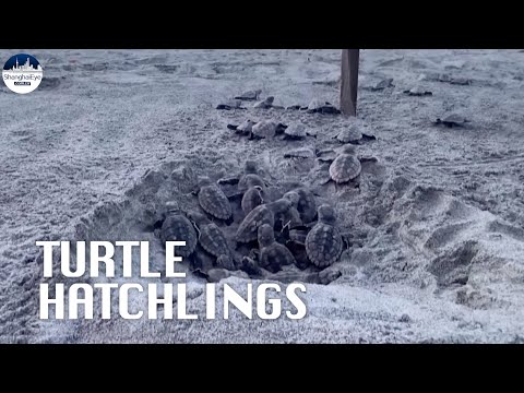 MOMENT baby turtles emerge from nest...and don't miss that cutie expertly crawling to sea