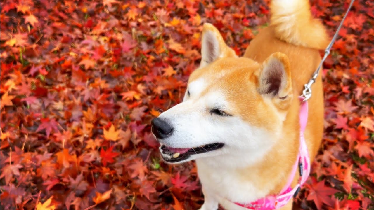 絶景の中で脅威ののびしろを見せる10才柴犬 Walking in the autumn