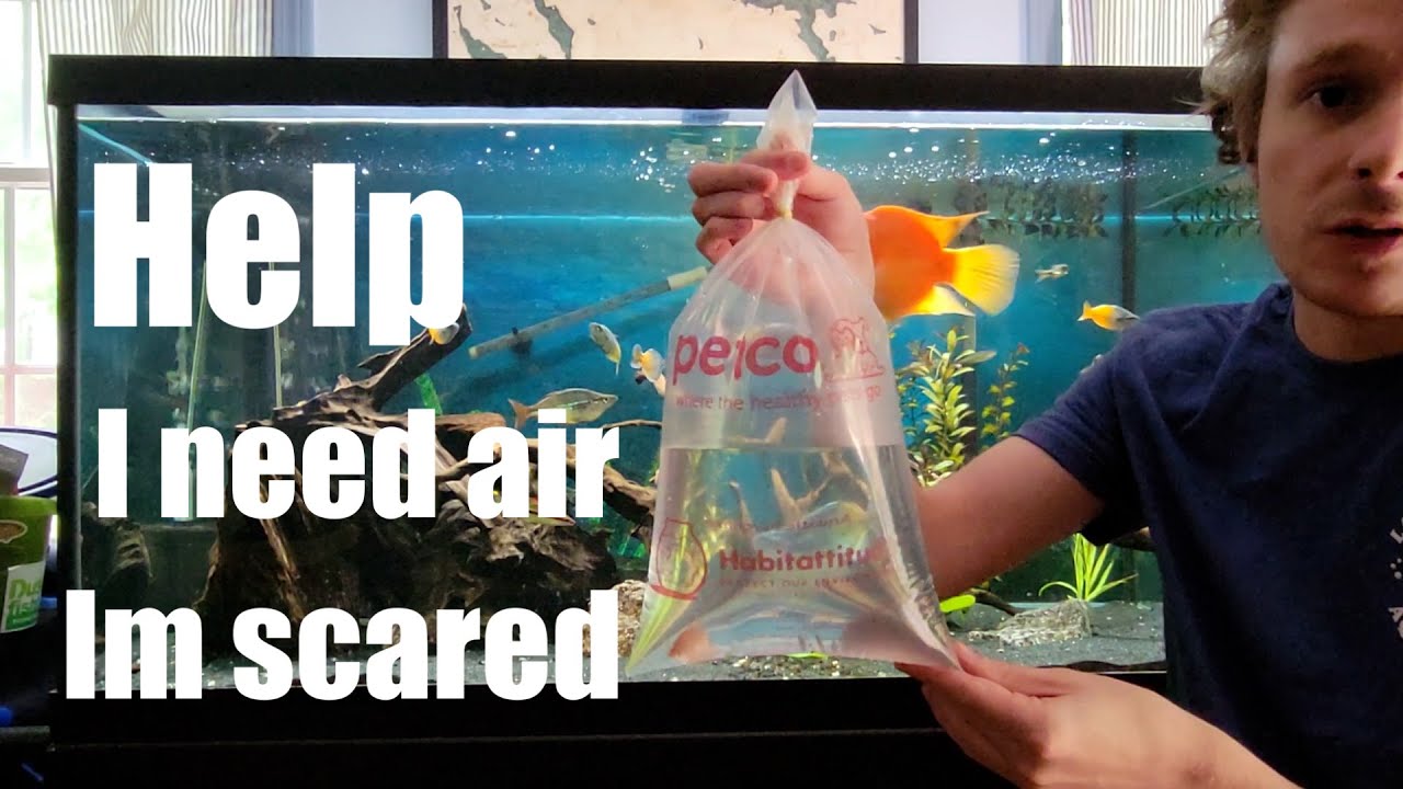 How to Acclimate Your New Fish (More Air in the BAG!) YouTube