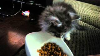 Kitten is very protective of his food!!