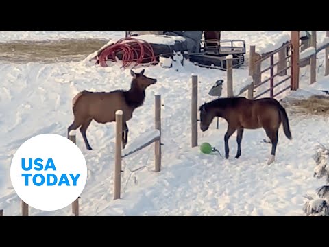 Young colt and elk create unique friendship in the snow over toy ball | USA TODAY