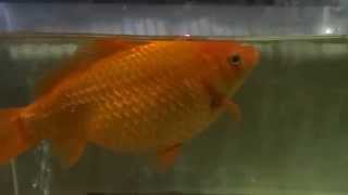 金魚2014 6 13の 朝・夕