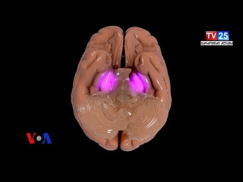 მკვლევარები პოლიტიკური სიჯიუტის ახსნას ცდილობენ