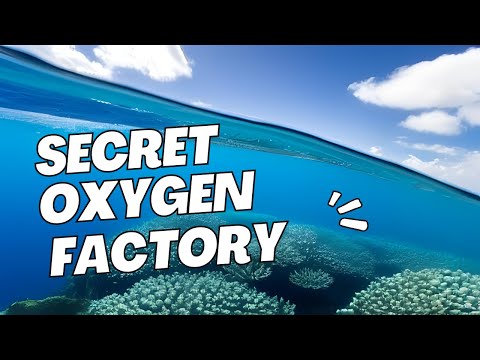 Did You Know That The Ocean Produces Half Of The World's Oxygen