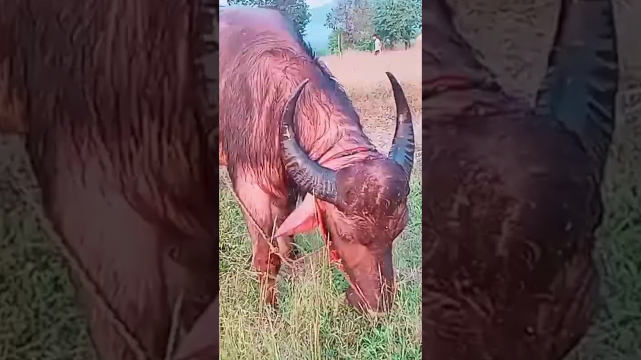 white buffalo in Assam #viralvideo #trending #bigbuffalo #short #shorts #moh #shortvideo#viralshorts