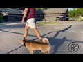 Off Leash Obedience Dog Training - Shiba Inu