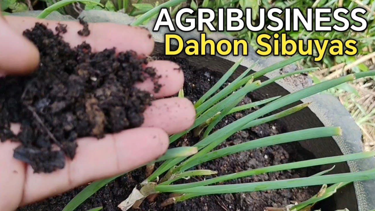 Kumita ng Malaki sa Pagtatanim ng Dahon Sibuyas / Bunching Onions | Agribusiness