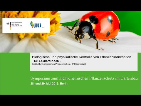 Video: Spinat-Fusarien-Krankheit – Was verursacht Fusarium-Welke bei Spinatpflanzen?