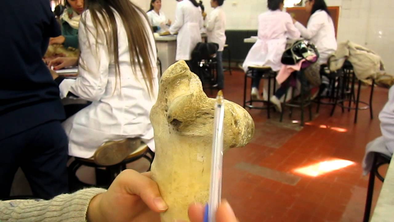 MVI tuberosidades del humero vacuno