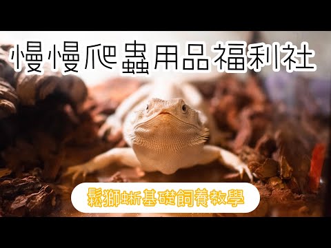 《慢慢爬蟲用品福利社-曼爬森活》鬆獅蜥基礎飼養教學鬆獅蜥爬蟲爬寵飼養基礎分享新北永和爬蟲用品慢慢爬