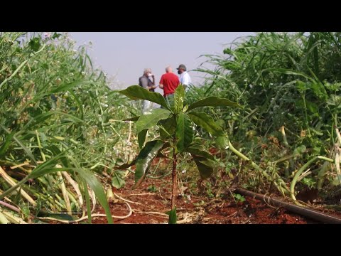 Vídeo: Os Abrigos Mais Simples Para Mudas Plantadas - O Centeio Ajuda Durante As Geadas