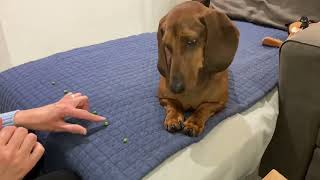 Good boy, Monty… by DITB PRODUCTIONS 33,262 views 5 months ago 12 seconds