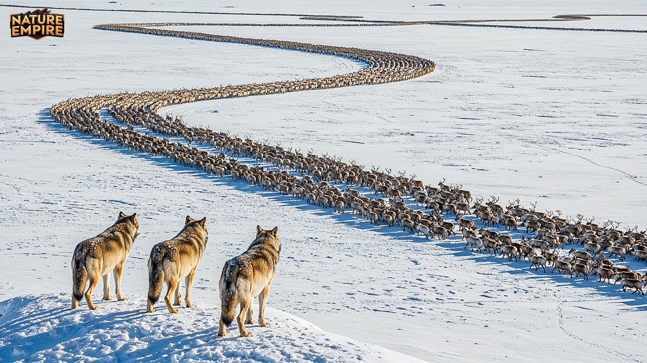 YUKON SĂLBATIC | Migrații epice și provocări la frontiera arctică – Documentar despre animale