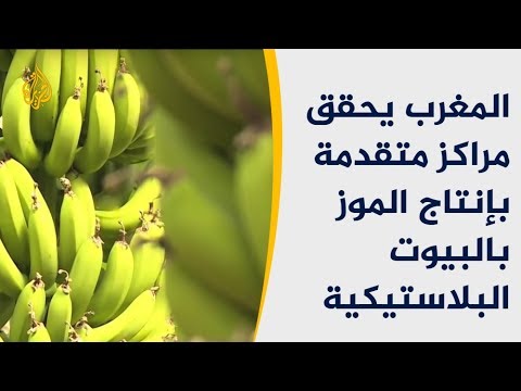 المغرب يحقق مراكز متقدمة بإنتاج الموز بالبيوت البلاستيكية