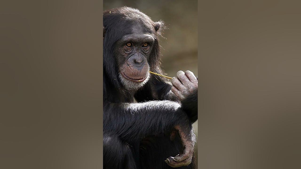 How smart is a chimpanzee IQ - YouTube