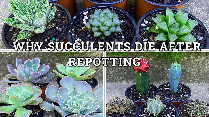 Why Succulents Die After Repotting- 6 Main Reasons - DayDayNews